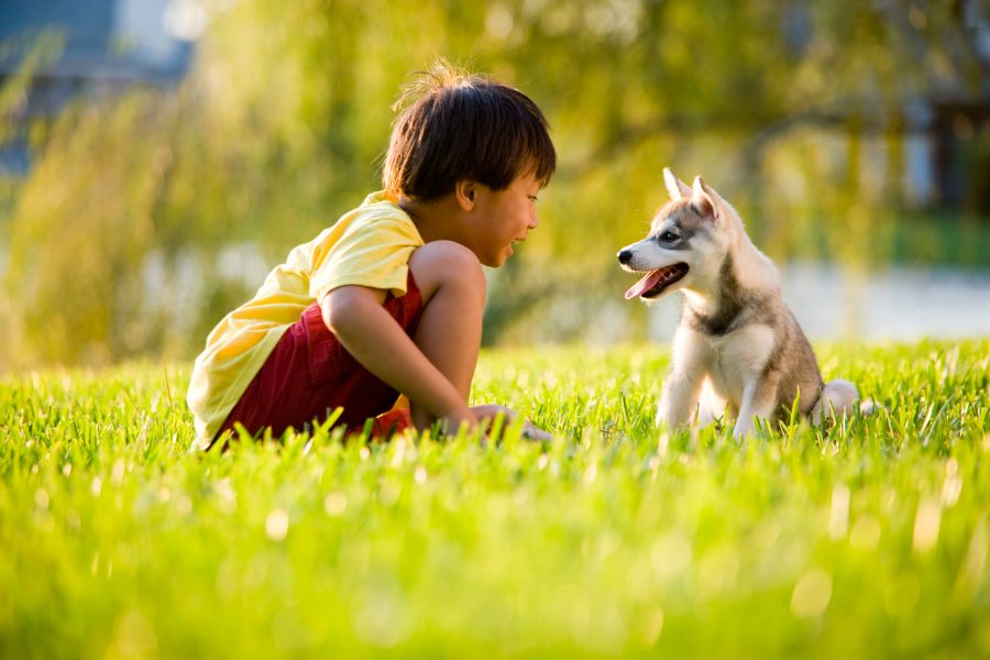 a boy and a dog playing on the green grass